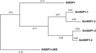 Suppression of SDP1 Improves Soybean Seed Composition by Increasing Oil and Reducing Undigestible Oligosaccharides